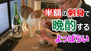 半額の刺身で晩酌していたら猫が狙う動画！家飲みで食べる酔っ払い