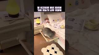 우리 냥이들 필수템 #고양이 #집사