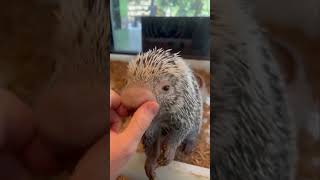 Rico, the cute Brazilian porcupine at the Cincinnati Zoo