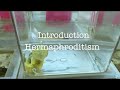 Introduction: hermaphroditism