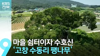 [영상] 세월이 지나도 변함없는 ‘고창 수동리 팽나무’ / KBS  2023.06.16.