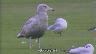 An eye for Iceland and Glaucous Gulls