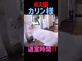 退室時間‼️カリン様過去の思い出💕 ボス猫 凶暴猫 shorts