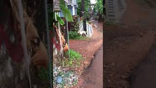 പട്ടി പുല്ല് തിന്നുന്ന അപൂർവ്വ കാഴ്‌ച|dog eating grass