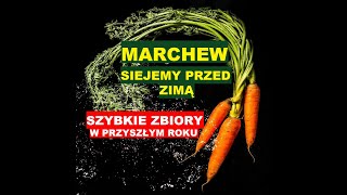 MARCHEW - SIEJEMY PRZED ZIMĄ