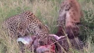 【ハイエナ流】ヒョウと仲良くイノシシを喰う