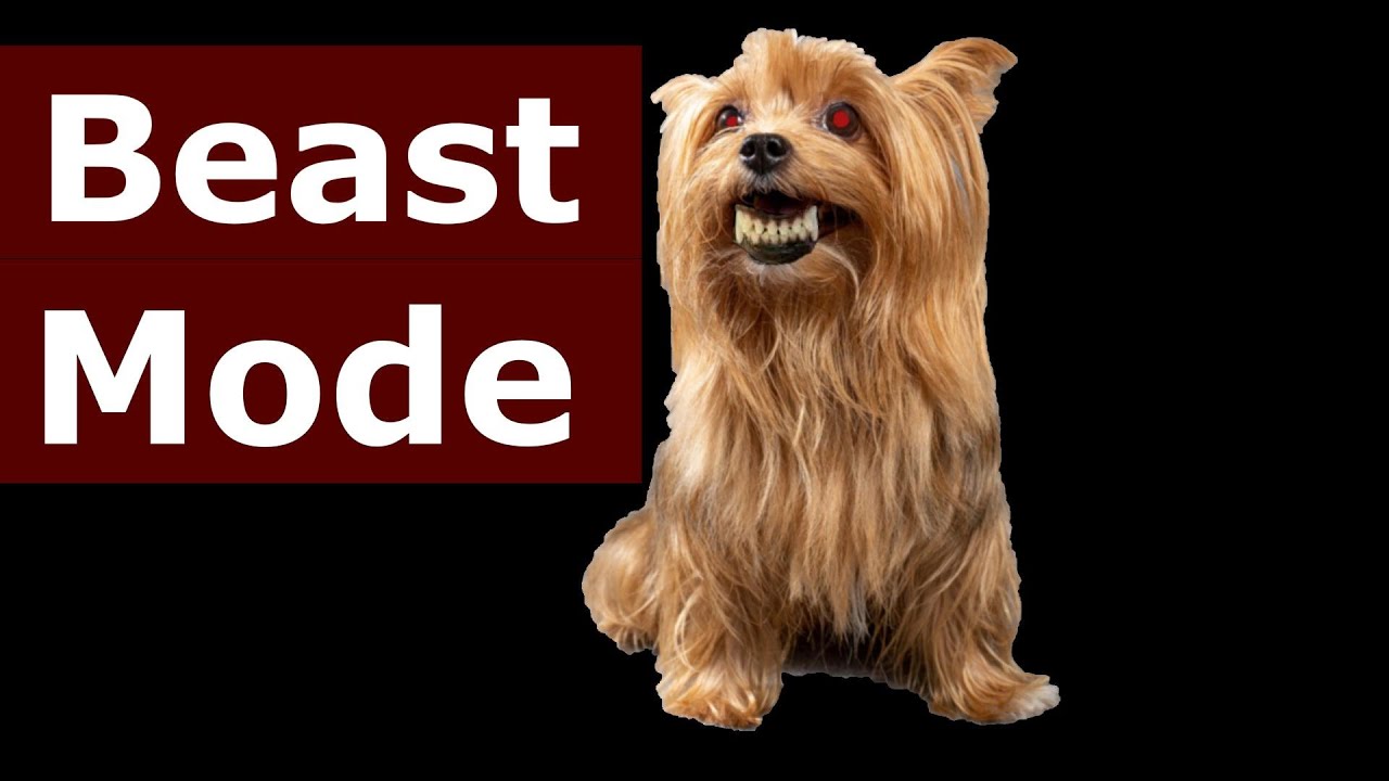 Angry Yorkshire Terrier Barking Youtube