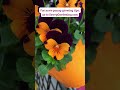 how to grow pansies from seed shorts pansy sowingseeds pansies seeds