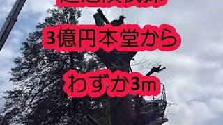 超危険　巨大樹木伐採　しかも3億円本堂が3ｍに！！