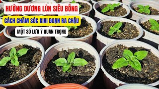 Cách chăm sóc hướng dương lùn siêu bông giai đoạn ra chậu