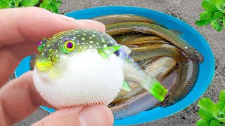 Fishing for ornamental puffer fish with colored eggs, turtles, loach fish, sailfish, ranchu, frogs