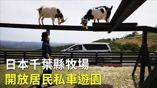 日本千葉縣牧場 開放居民私車遊園｜日本旅遊｜農場