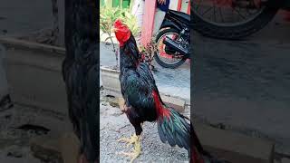 Ayam bangkok super lagi berkokok