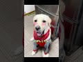 トニーです 冷蔵庫の番人ば 頑張ったとです♪🐶【どがしこでん＝どれだけでも💪✨】