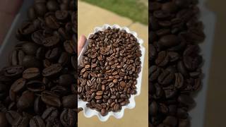 Roasting India Monsooned Malabar from Theta Ridge on my Behmor Coffee Roaster