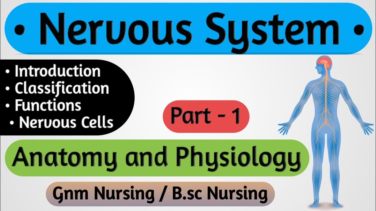 Nervous System // Nervous System Anatomy And Physiology // Anatomy And ...