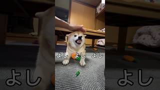 怒りながらお手‼️人参🥕を守ってる柴犬が可愛すぎる　#柴犬　#犬　#おもしろ #かわいい犬 #shorts