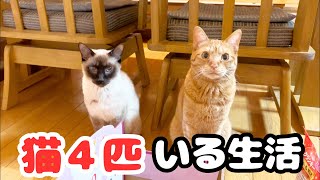 【多頭飼育】元野良猫４匹の猫達の日常を撮ってみました