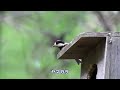 初めてのバードウォッチング～野鳥観察会に参加～／埼玉県・県民の森　2023.4.22