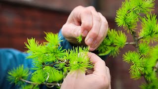 Pinching a yamadori Larch