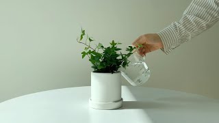 키우기 쉬운 공기정화식물 추천과 키우는 방법 | Easy houseplants for beginners