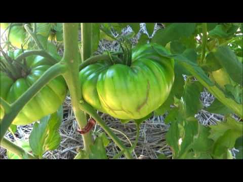 Full garden update including Thunder Mountain Longhorn peppers Full garden update including Thunder Mountain Longhorn peppers
