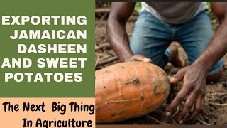 Exporting Jamaican Dasheen and Sweet Potatoes