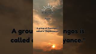 Animals Fact  #animalfacts #wildlife #lionsfight #wildenigma  #ytshorts #youtubeshorts