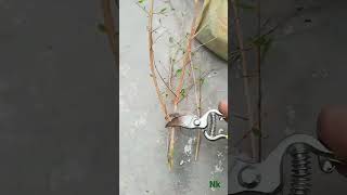 কিভাবে মেহেদি গাছ 🌿 কাটিং বাড়াতে হয়