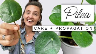 Tips And Tricks For Pilea Peperomiodes 🌱 CHINESE MONEY PLANT Propagation Guide