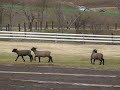 牧歌の里の子羊たち２０１６