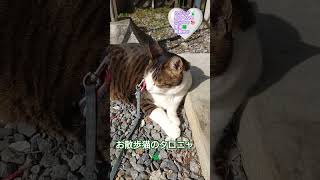 いつもありがとニャ😸🐾💖お散歩猫のタロちゃんニャ😸🐾お散歩最高ニャ😻良い天気✨最高ニャよ😸🌞＃またニャ😸🐾＃みんなまたよろしくニャ😸🐾#shorts #ねこ #cats #猫#cat＃かわいい#癒し