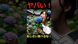 危険！あじさいを食べると・・・#あじさい #毒#植物 #shorts