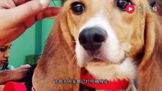 实验犬：一辈子没见过阳光，抬头求抚摸，等来的却是抽血的英雄