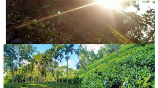 Tea Garden / চাহ বাগিছা #teaGarden #চাহবাগিছা