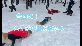 初、ハイジの里へ乃々達が行く！