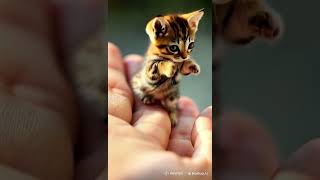 Tiny Cute Comel Animal