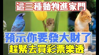 這三種動物進家門，預示你要發大財了！趕緊去買彩票樂透，晚了就來不及了！|易學智慧