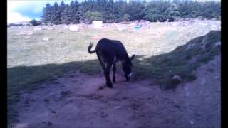 Happy Donkey at Abhainn Ri Farm Cottages