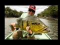 worldcast anglers 2015 agua boa amazon lodge fishing report