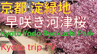 京都・伏見【2022.3.7～開花・河津桜🌸淀緑地公園 】Cherry blossoms🌸Yodo Fushimi Kyoto Japan