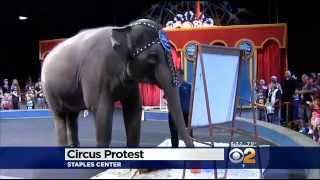 CBS Los Angeles: Animal Rights Advocates Protest Outside Ringling Bros Show At Staples Center