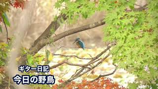 ギター日記　今日の野鳥　2020年11月1日