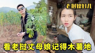 穿着两年前的造型去看丈母娘家的木薯地，听说邻居家的牛直接闯进去了，这木薯实在的拔都拔不出来！【老挝七号先生】