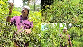 കറിവേപ്പില ഒരു നഷ്ടമേയല്ല. ലക്ഷങ്ങൾ സമ്പാദിക്കാം. സുന്ദരൻ ചേട്ടൻ്റെ കറിവേപ്പില കൃഷി