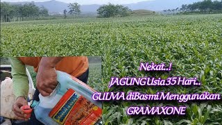 Hajar GULMA Pakai GRAMAXON, Usia JAGUNG 35 Hst,Bagaimana Hasilnya?