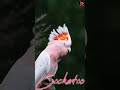 pink cockatoo major mitchell s cockatoo lophochroa shorts viral aves चिडिया