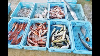 渥美魚市場に魚を見に行ってきました