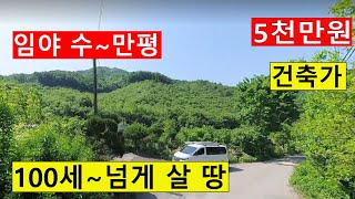 5천만원 싼임야 수~만평 건축가 전원생활 숲야영장+텐트고기집6차산업 관광농원 숲가치108억 탄소권1964만원 약용재배 임업직불금대 땅과함께(새희망을)경매임야 공매임야 나도땅주인