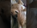 #dog #murphy #viral #video #couchpotato